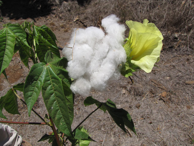 Gossypium barbadense coton supima